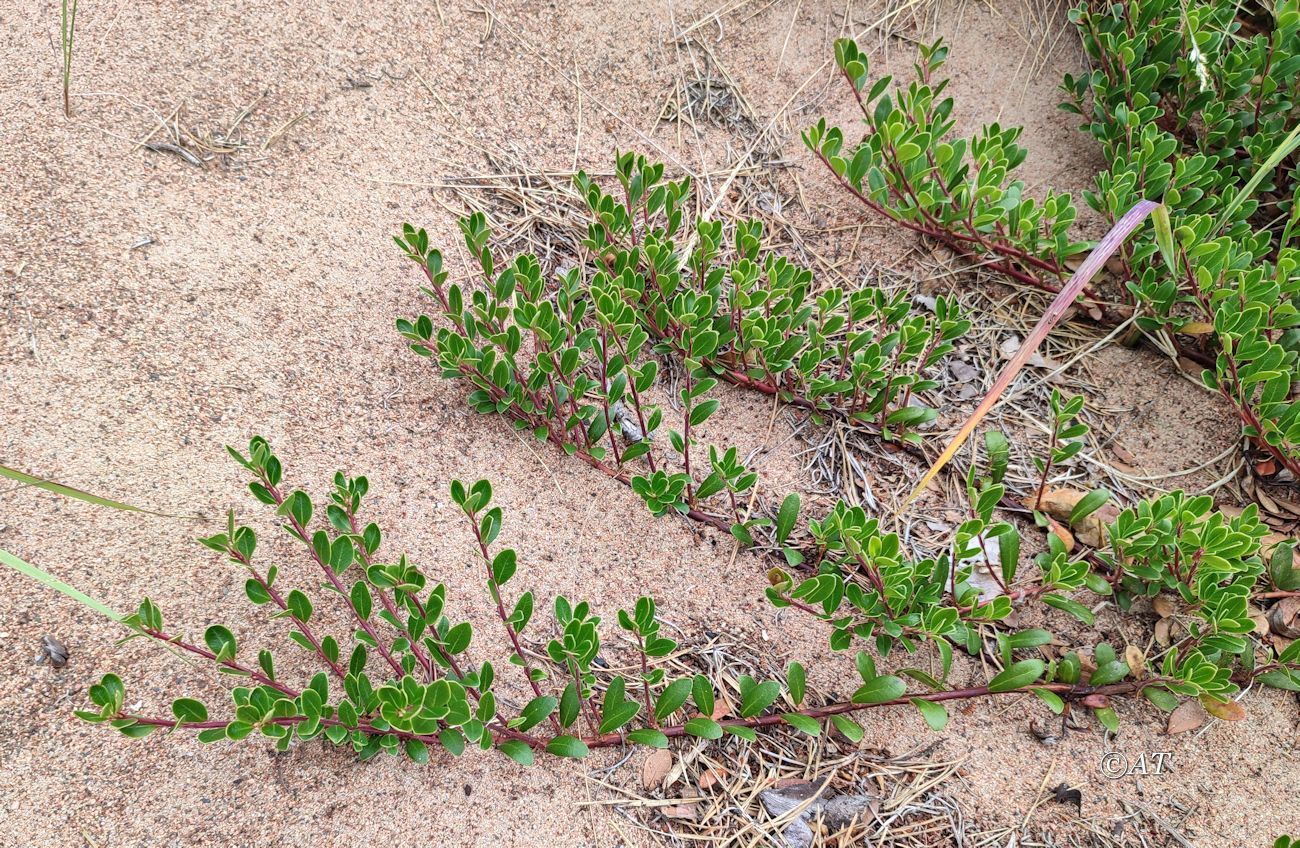 Image of Arctostaphylos uva-ursi specimen.