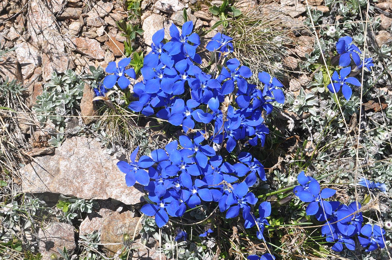 Изображение особи Gentiana angulosa.