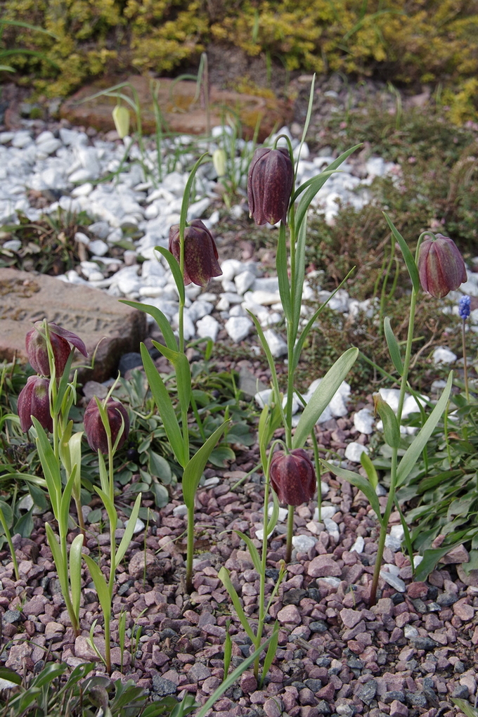 Изображение особи Fritillaria grandiflora.