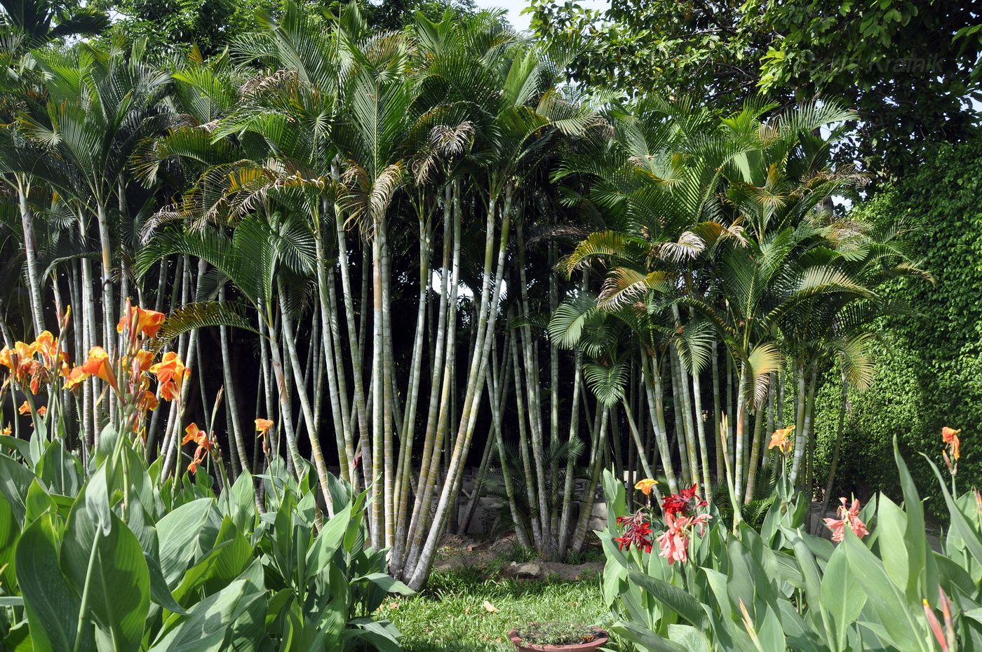 Image of Dypsis lutescens specimen.