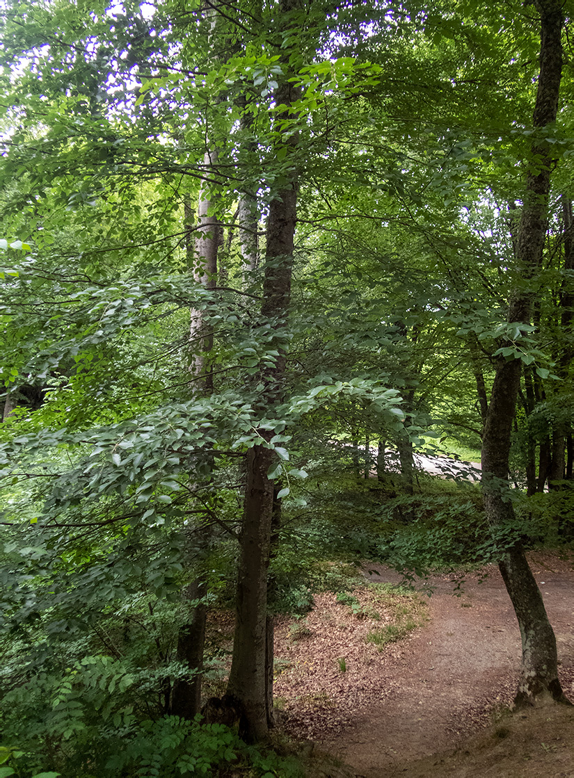 Image of Fagus &times; taurica specimen.