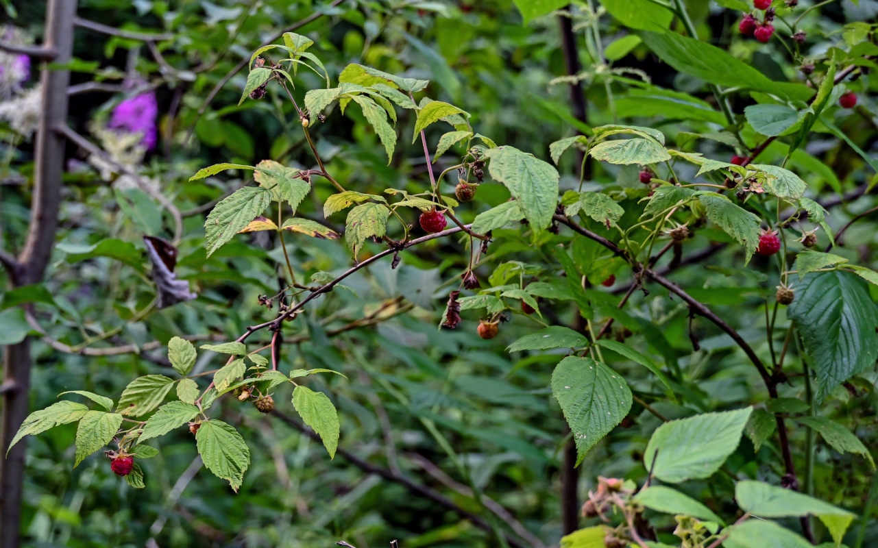 Image of Rubus idaeus specimen.