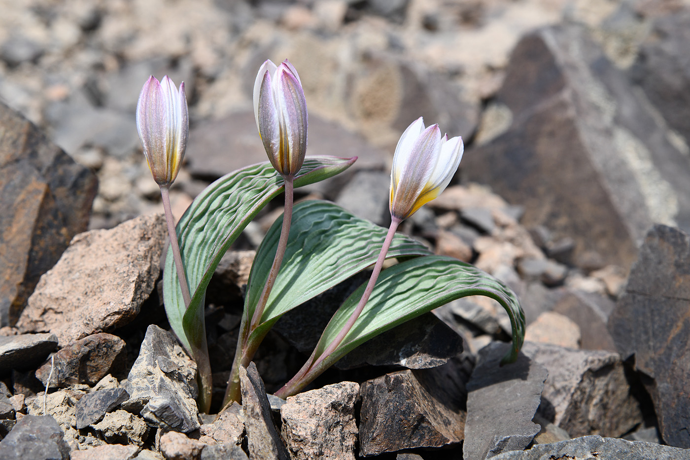 Image of Tulipa regelii specimen.