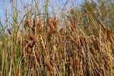 Typha minima. Верхушки плодоносящих растений. Казахстан, Алматинская обл., Чарынский нац. парк, пойма р. Чарын, ур. Куртогай, пересыхающая протока. 11 октября 2024 г.