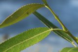 Salix pentandra. Основание листа. Ленинградская обл., окр. пос. Большая Ижора, побережье Финского зал., песчаный береговой вал. 27.07.2024.
