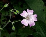 Geranium gracile