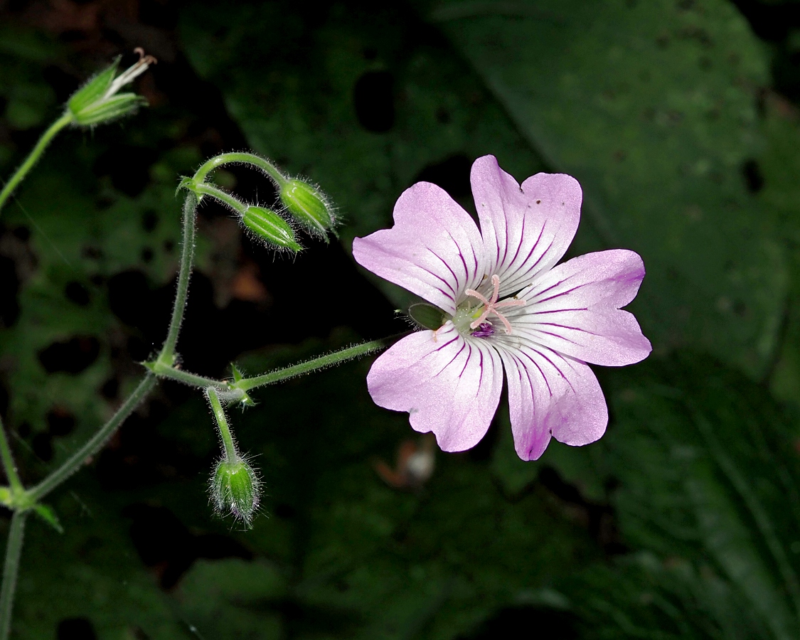 Image of Geranium gracile specimen.