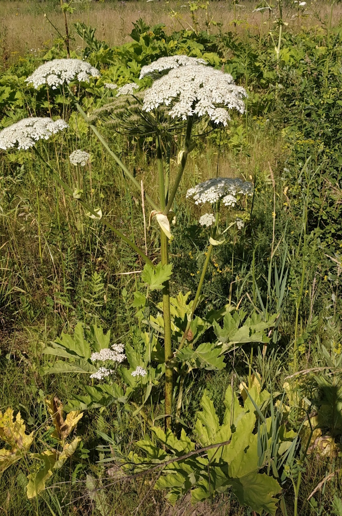 Image of Heracleum sosnowskyi specimen.