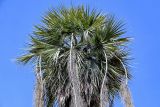 View full-size image Brahea armata