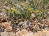 View full-size image Trigonella strangulata