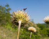 View full-size image Jurinea blanda