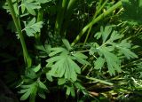 View full-size image Corydalis gortschakovii