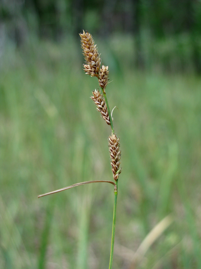 Image of Carex hartmaniorum specimen.