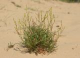 Смотреть изображение Rumex acetosella