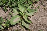 View full-size image Plantago major