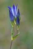 View full-size image Gentiana olivieri