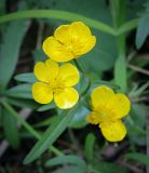 Смотреть изображение Ranunculus cassubicus