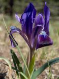 View full-size image Iris pumila