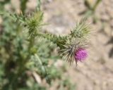 View full-size image Carduus onopordioides