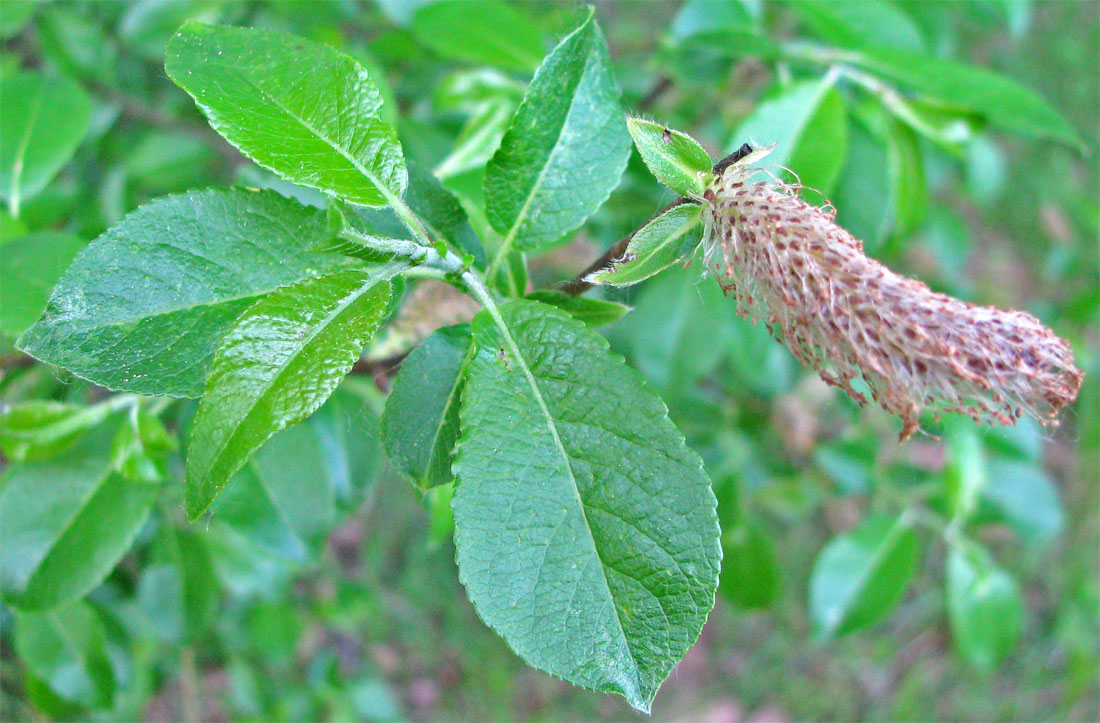 Image of Salix myrsinifolia specimen.