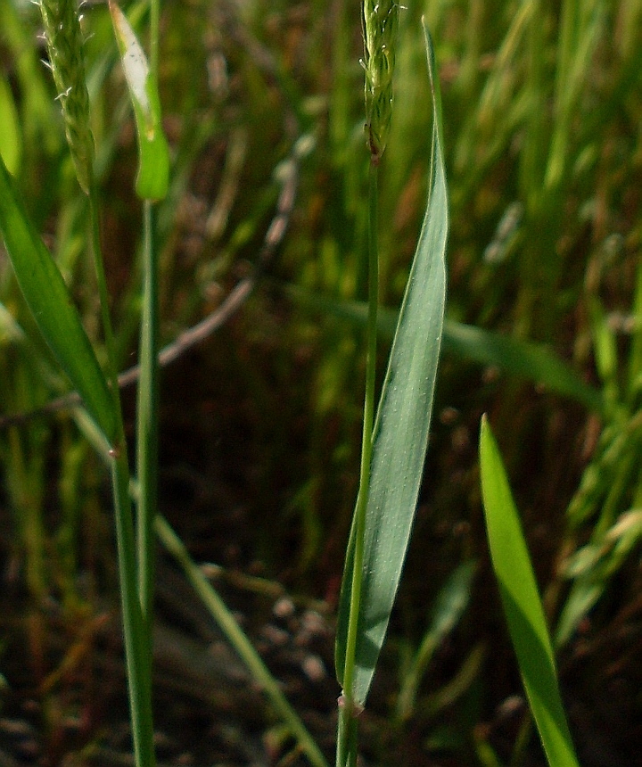 Image of Alopecurus myosuroides specimen.