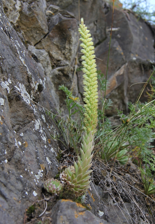 Image of Orostachys spinosa specimen.