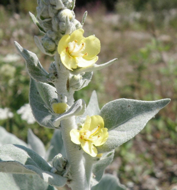 Image of Verbascum gnaphalodes specimen.