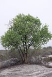 Populus pruinosa