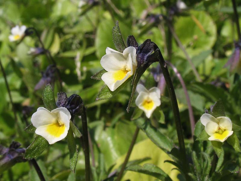 Image of Viola arvensis specimen.