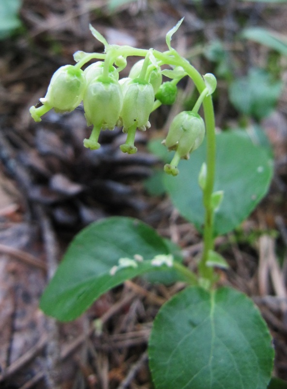 Изображение особи Orthilia secunda.