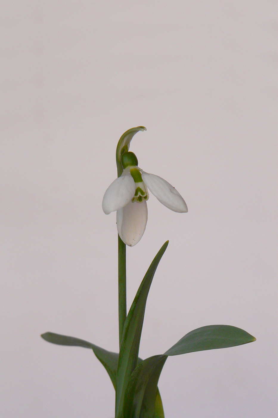 Image of Galanthus graecus specimen.