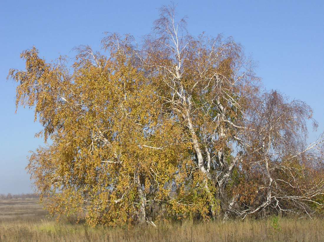 Image of Betula pendula specimen.