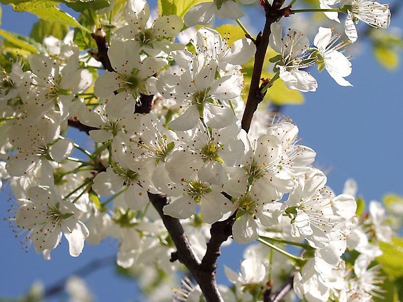 Image of Prunus domestica specimen.