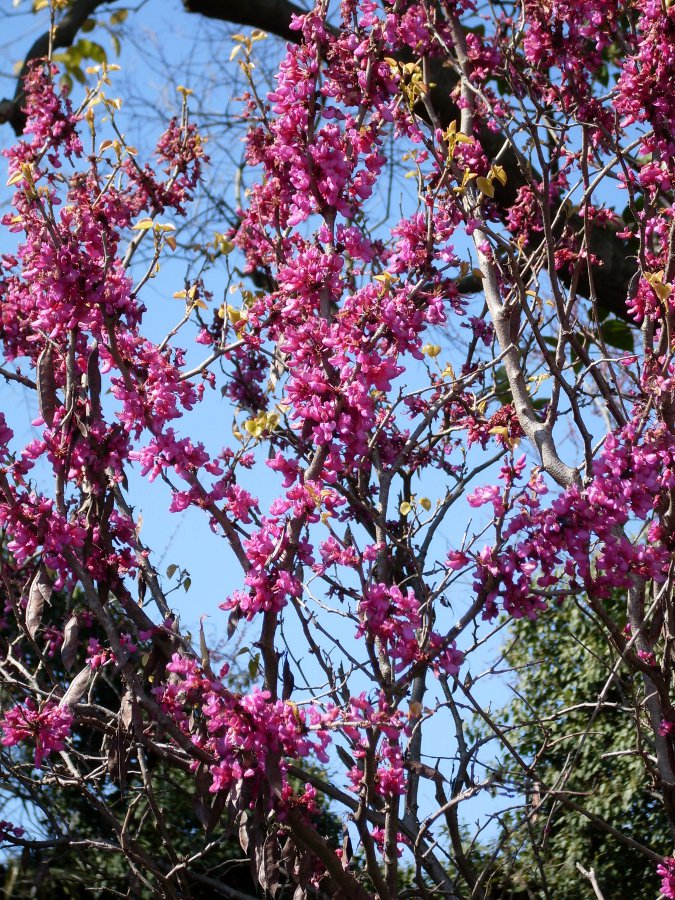 Изображение особи Cercis canadensis.