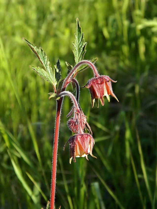 Изображение особи Geum rivale.