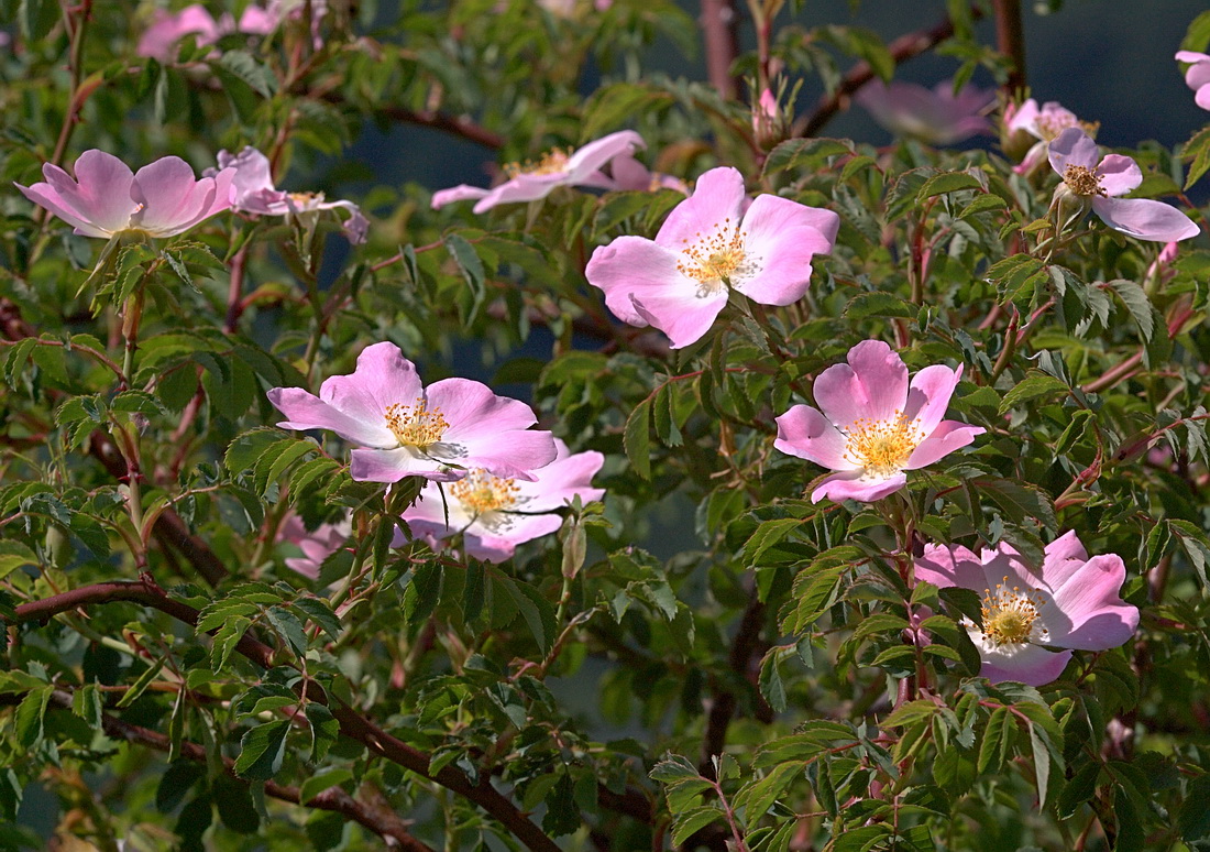 Image of Rosa canina specimen.