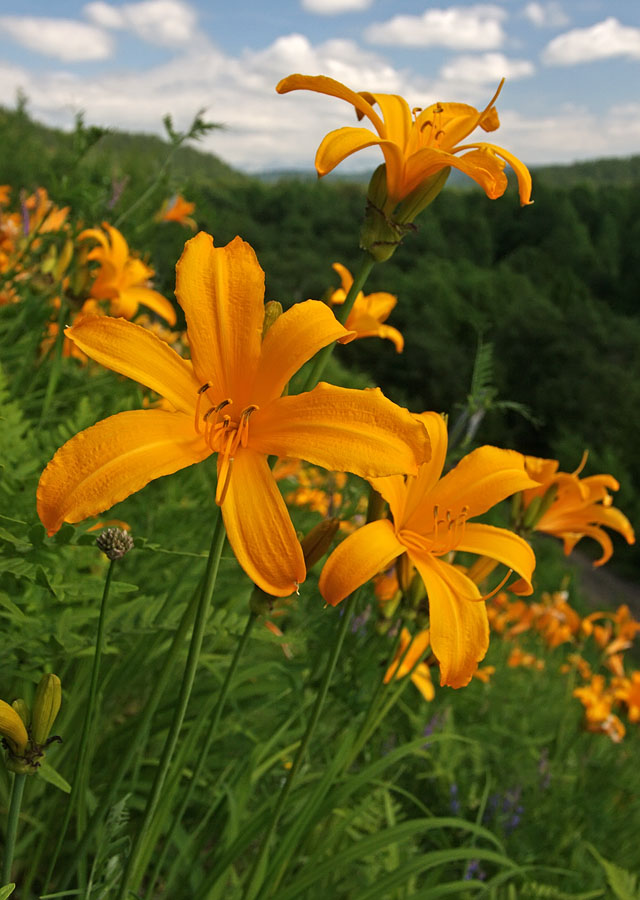 Image of Hemerocallis esculenta specimen.