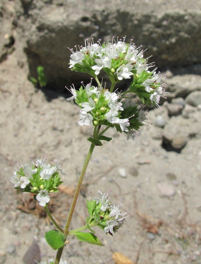 Изображение особи Origanum vulgare.