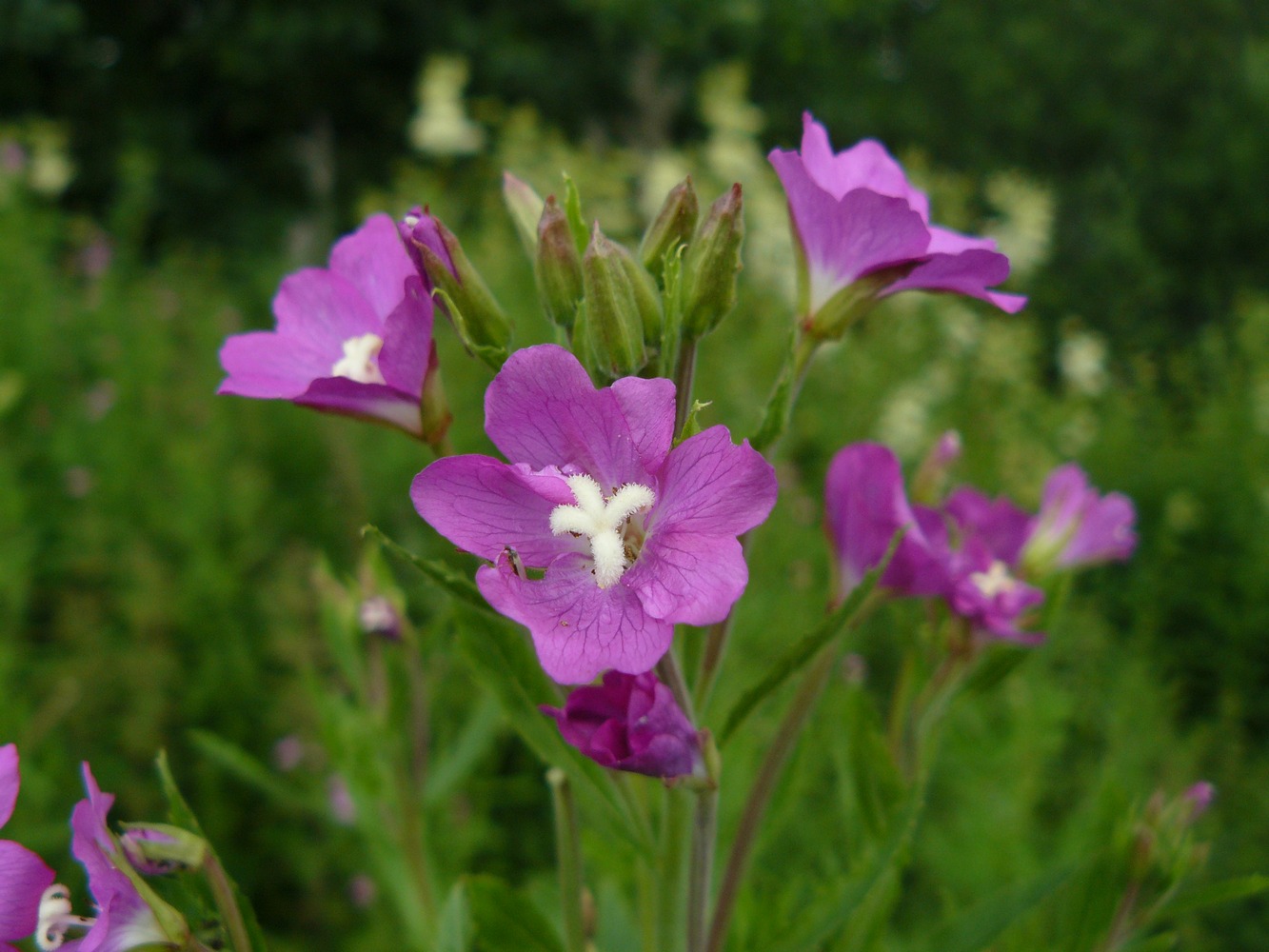 Image of Epilobium hirsutum specimen.