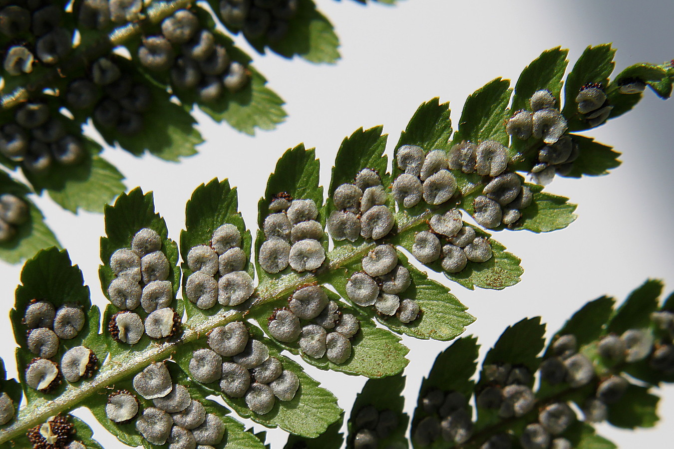 Image of Dryopteris filix-mas specimen.