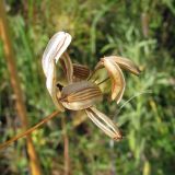 Image of taxon representative. Author is Александр Эбель