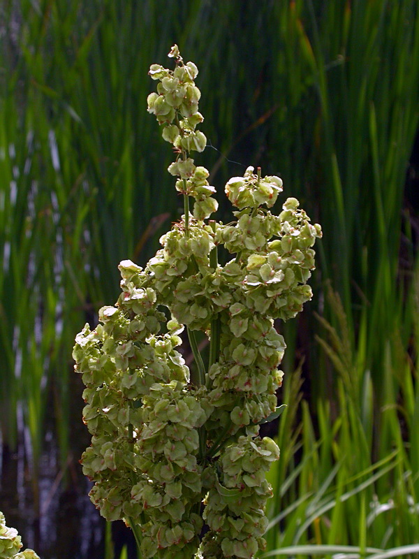 Image of Rumex confertus specimen.