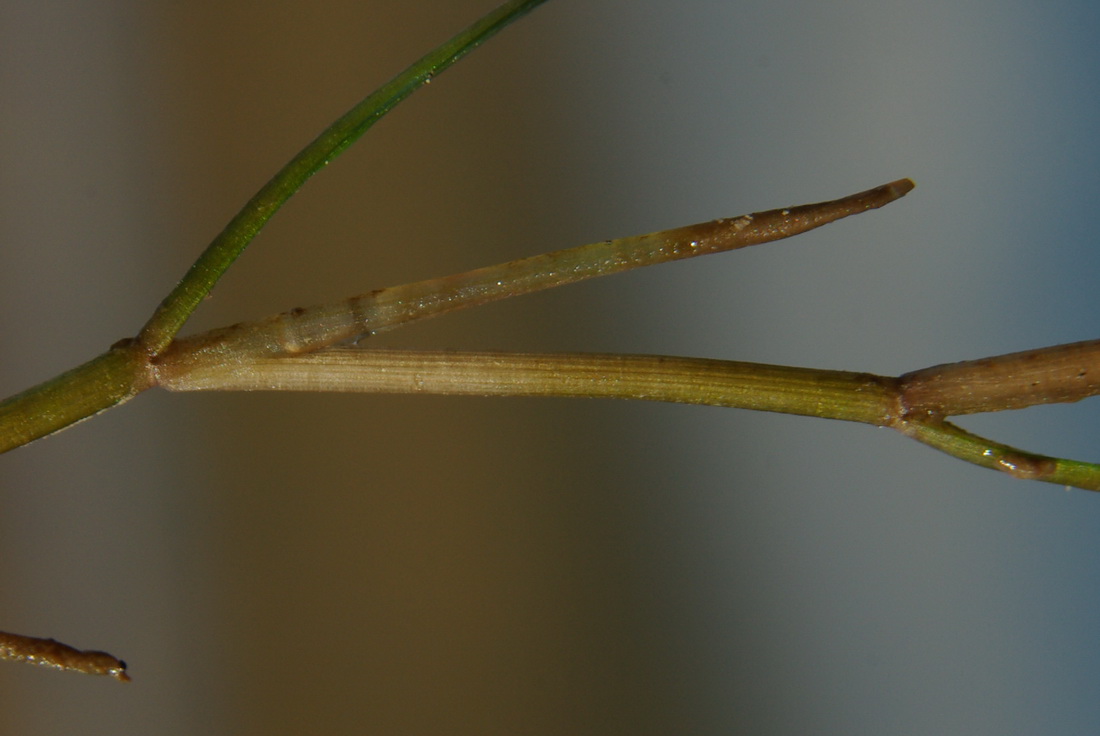 Image of Potamogeton gramineus specimen.