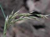 Piptatherum songaricum. Соцветие. Казахстан, Алматинская обл., хр. Чолак. 13.04.2012.