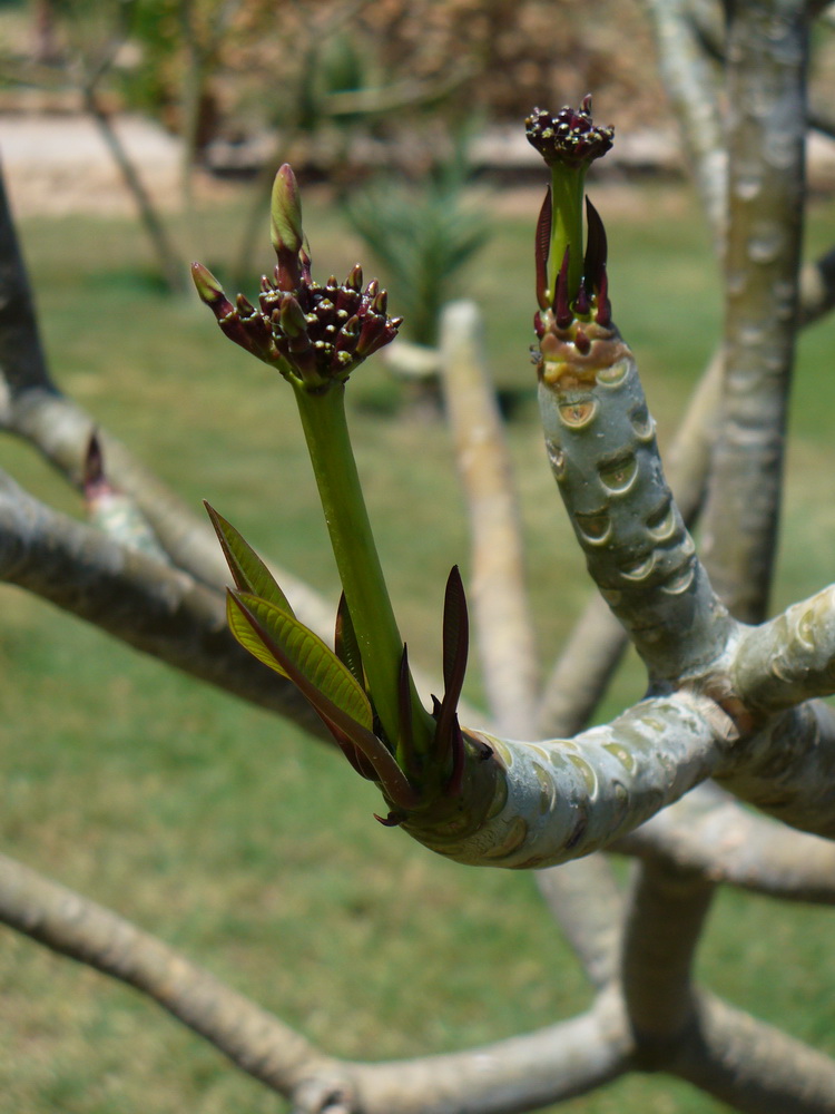 Image of Plumeria rubra var. acutifolia specimen.