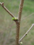 Ulmus pumila