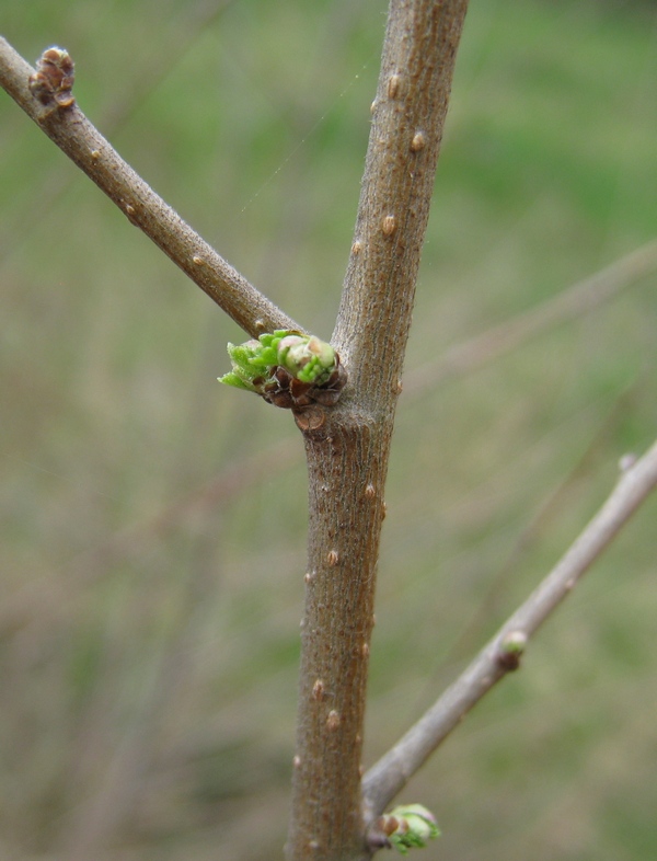 Изображение особи Ulmus pumila.