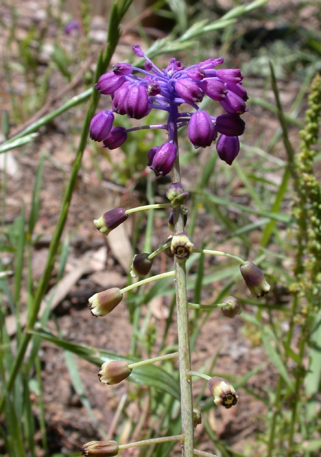 Image of Leopoldia bicolor specimen.