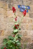Alcea rosea. Цветущее растение. Германия, земля Саксония-Анхальт, г. Кведлинбург. 06.07.2012.