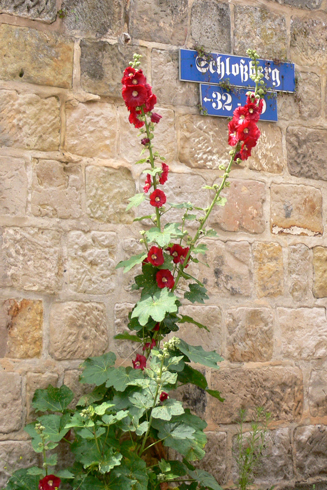 Image of Alcea rosea specimen.